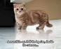 Munchkin Kittens for Sale | Buy Munchkin Cat Near Me