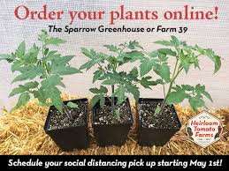 We ship you happy, healthy, certified organic plants that are in large 4 1/2 square pots, the largest pots on the web, with strong, sturdy stems, all ready for your garden, it's guaranteed. Organic Tomato Plants On Sale Online Now Rino Art District Denver Co