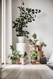 Monstera plants add color to spaces as well but are much larger house plants than pilea plants. A Serene Small Space Apartment In Sweden Plants Apartment Garden House Plants