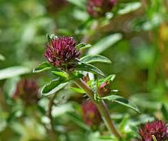 Image result for Psychotria sublyrata