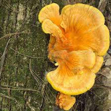 Foraging Chicken Of The Woods Mushrooms Mother Earth News Chicken Of The Woods Edible Wild Mushrooms Wild Food Foraging