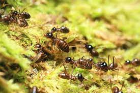 Recently purchased a home that was under warranty with budget brothers. Phoenix Az Termite Pest Control Budget Brothers Termite