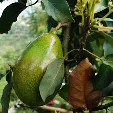 Te De Hojas De Aguacate Y Sus Grandes Beneficios Para La Salud