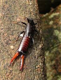 Earwigs are elongate, flattened insects less controls: 65 Garden Insects Pest Ideas Garden Insects Insect Pest Pests