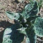 Image result for Ledebouria revoluta