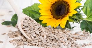 Kelopak besar berwarna kuning cerah, halus, tapi indah. Tahukah Kamu Biji Bunga Matahari Walau Kecil Ukurannya Tetapi Besar Manfaatnya Kawaii Beauty Japan