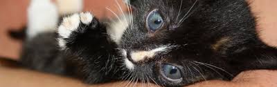 Missing cat reunites with his best friend. Lost Pet Resources For Pet Owners And The Community G2z