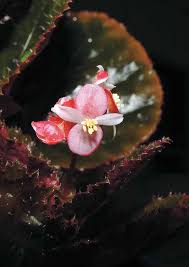 Image result for Crossopetalum mossambicense