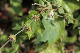 Image result for Triumfetta