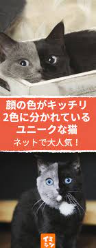 2つの顔を持つ 猫が美しく成長する 奇跡のキメラ猫 顔の色がキッチリ2色に分かれているユニークな猫がネットで大人気 三毛猫 猫 黒猫 奇跡 珍しい ツートーン 模様 毛 珍しいペット 子猫 猫