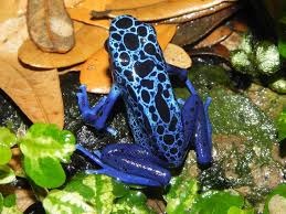 Read this animalsake post to find out more about these interesting species. How Have Animals Adapted To The Rainforest Environment Internet Geography