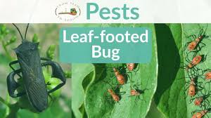 When disturbed, many species give off a bad odor in defense. Insect Pest Control How To Manage The Leaf Footed Bug In Your Garden From Seed To Spoon Vegetable Garden Planner Mobile App