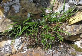 Image result for Asplenium sertularioides