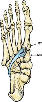 Diagnosis is made clinically with subfibular ankle pain with t he sensation of apprehension or subluxation with active dorsiflexion and eversion against resistance. Plantar Tendons Of The Foot Mr Imaging And Us Radiographics