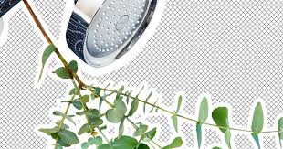 Simply tie it with a string or rubber band near your showerhead. How To Hang Eucalyptus In Your Shower