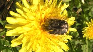 Image result for Tropinota hirta