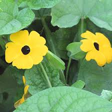 Image result for Thunbergia alata