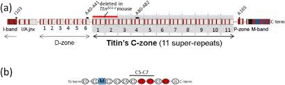 565 likes · 1 talking about this · 32 were here. Fine Mapping Titin S C Zone Matching Cardiac Myosin Binding Protein C Stripes With Titin S Super Repeats Sciencedirect