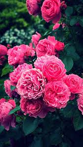 Nature Wallpaper Iphone Flowers Pink Wallpaper Iphone Roses Flower Aesthetic Pink Wallpaper Garden