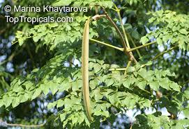 Image result for Oroxylum indicum