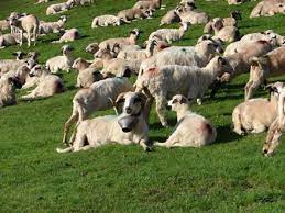 Deci un crescător care încasează ambele subvenții primește: Cat Va Fi SubvenÈ›ia Pe Cap De Oaie Sau De CaprÄƒ Agroinfo Ro