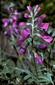 Image result for Hedysarum