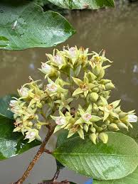 Image result for Parinari excelsa