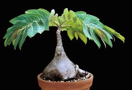 Image result for Phyllanthus mendesii