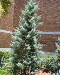 Image result for Cupressus arizonica