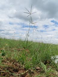 Image result for Eustachys paspaloides