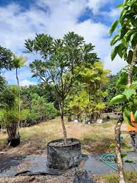 Image result for Filicium decipiens