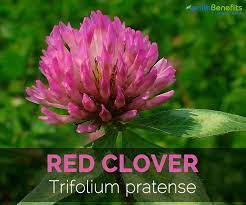 Red Clover Facts And Health Benefits
