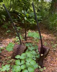 Image result for Sauromatum venosum