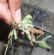 Image result for Corbichonia decumbens