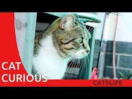 Cat Curious And Scared Funny Cat Catslife Youtube Cats Scared Funny Funny Cats
