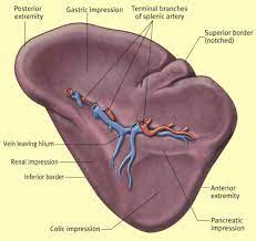 Learn everything you need to know about the anatomy of the abdomen including the spleen in our free online guides & courses. Anatomy Of Splenectomy For Ruptured Spleen Surgery Oxford International Edition