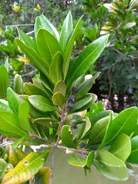 Image result for Myricaceae