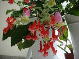 Image result for Kohleria