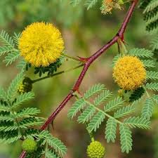 Image result for Acacia nilotica