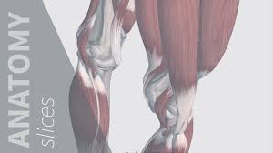 Those of the lower leg are the . Muscles Of The Thigh Anatomy Slices Youtube