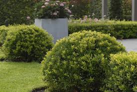 Ilex Blondie Buchsbaum Ersatz Immergrune Heckenpflanzen Buchsbaum Ersatz Buche Baum Immergrune Pflanzen