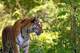 These cats can stand as tall as 4 ft. Artensteckbrief Zum Tiger Nabu International