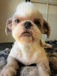Learn to pronounce shih tzu the proper way. 10 Things You Should Know About The Shih Tzu Your Dog Advisor