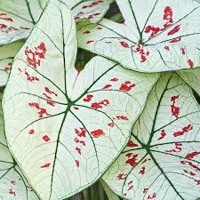 Caladium Strawberry Star New 3 Jumbo Bulbs In 2020 Caladium Colorful Succulents Planting Bulbs