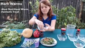 Maybe you would like to learn more about one of these? What Do Bearded Dragons Eat To Live A Healthy Life Youtube