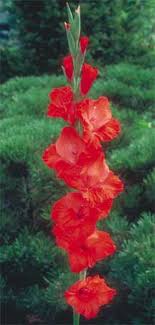If they are happy in their position they can multiply and spread, so you can get a nice clump developing that will produce blooms year after year with very little effort. How To Tips On Digging Planting And Growing Gladiolus Bulbs