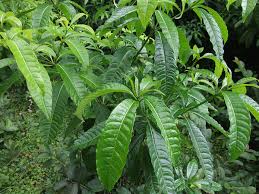 Image result for Rauvolfia vomitoria