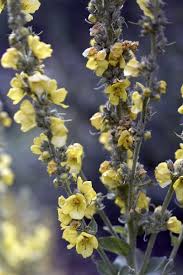 Pflanzen Fur Trockene Und Sonnige Standorte Sonnige Pflanzen Pflanzen Trockene Pflanzen