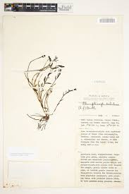 Image result for Cycnium tubulosum