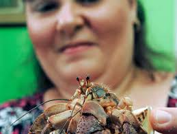 A pet with a mobile home attached